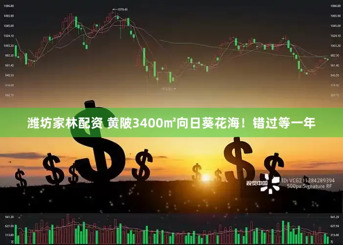 潍坊家林配资 黄陂3400㎡向日葵花海！错过等一年