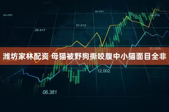 潍坊家林配资 母猫被野狗撕咬腹中小猫面目全非